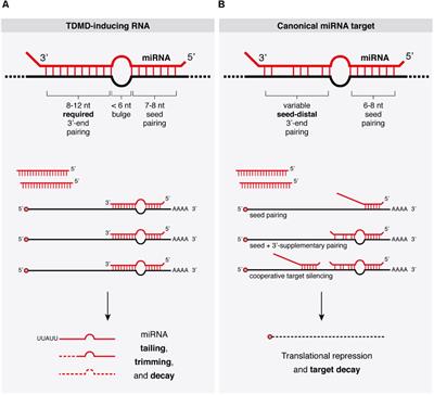 Target RNAs Strike Back on MicroRNAs